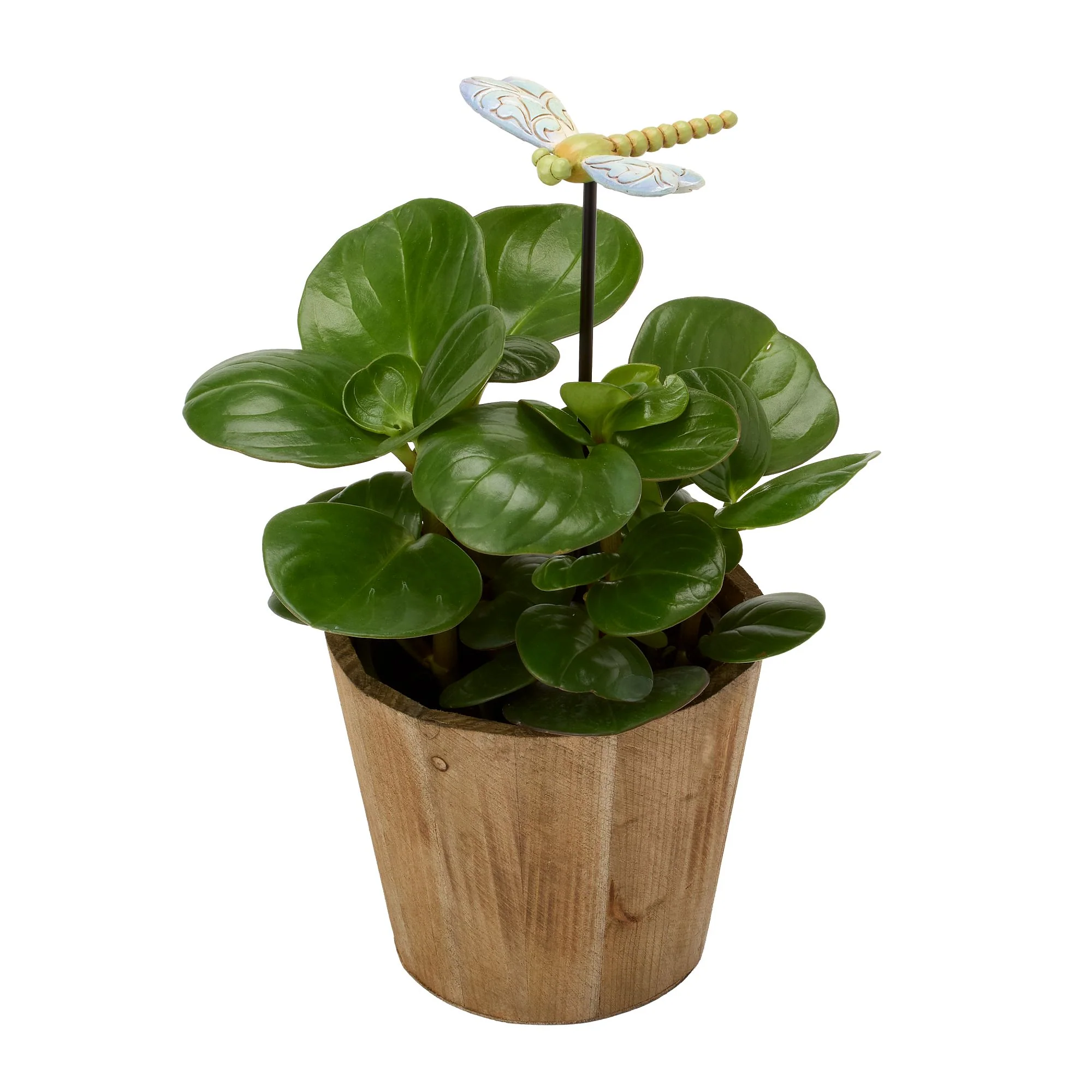 Dragonfly Plant Stake - Image 9